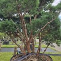 Pinus sylvestris 'Watereri' - 1