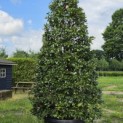 Ilex altaclerensis 'Camelliifolia' - juni 2026