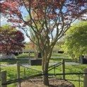 Acer palmatum 'Trompenburg' - 2