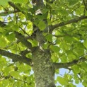 Tilia x europaea 'Pallida' - Foto 3