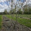 Carpinus Betulus - Foto 1
