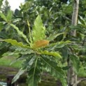 Quercus Rhysophylla 'Maya' - 3