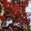 Acer palmatum 'Fireglow' - 1