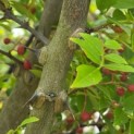 Zanthoxylum simulans - Foto 5