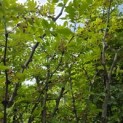Zanthoxylum simulans - Foto 4