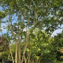 Heptacodium miconioides - 6