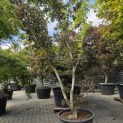 Acer palmatum 'Matsukaze' - 3
