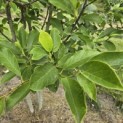 Magnolia 'Soulangeana' - Foto 4