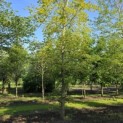 fagus sylvatica - verplant in het voorjaar 2026