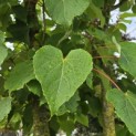 Idesia Polycarpa - 2