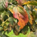 Parrotia persica - 4
