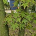 Acer palmatum - 1