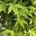 Acer palmatum 'Ryusen' - 1