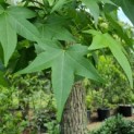 Liquidambar styraciflua - Afbeelding 3