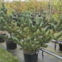 Pinus nigra Oregon Green - 1