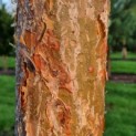 pinus sylvestris 'Glauca' - 1