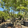 Cornus kousa 'Milky Way' - Foto 1