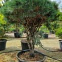 Pinus sylvestris 'Watereri' - Foto 5