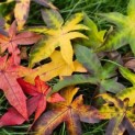 Liquidambar styraciflua 'Palo Alto' - Foto 1