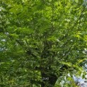 Pterocarya Stenoptera - 1