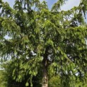 Taxus baccata dovastoniana 'Aurea Pendula' - 3
