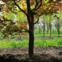 Fagus sylvatica 'Atropunicea' - Afbeelding 2