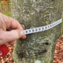 Fagus sylvatica 'Atropunicea' - Foto 5