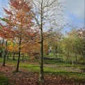 Fagus sylvatica 'Atropunicea' - Foto 2