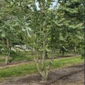 Cercidiphyllum japonicum - Foto 4