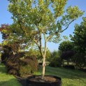 Magnolia soulangeana - Foto 1