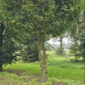 Carpinus betulus 'Frans Fontaine' - Foto 1