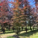 Fagus sylvatica 'Atropunicea' - 1