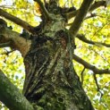 Tilia Tomentosa - 4