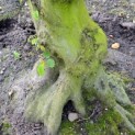 Carpinus betulus