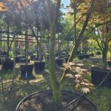 Acer palmatum Masu-kagami - 1