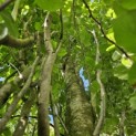 Fagus Dawyck Gold - 2