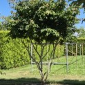 Parrotia persica - 3