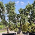 Quercus Suber - Foto 4