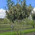 Prunus laurocerasus 'Caucasica' - Foto 5