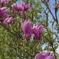 Magnolia 'Betty' - Foto 3