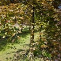 Fagus sylvatica 'Atropunicea' - 4
