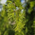 Cedrus deodara 'Pendula' - 3