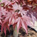 Acer palmatum 'Bloodgood' - Afbeelding 3