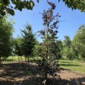 Fagus sylvatica 'Riversii' - 1