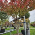 Acer palmatum - 1