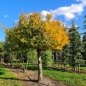 Carpinus betulus - Afbeelding 531