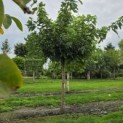 Morus alba 'Macrophylla' - Foto 4