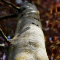 Fagus sylvatica 'Atropunicea' - 4