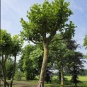 Platanus x hispanica - Foto 2