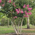 Lagerstroemia indica 'Rosea' - 2